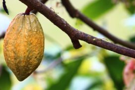 gelbe Cacao-Schote am Baum